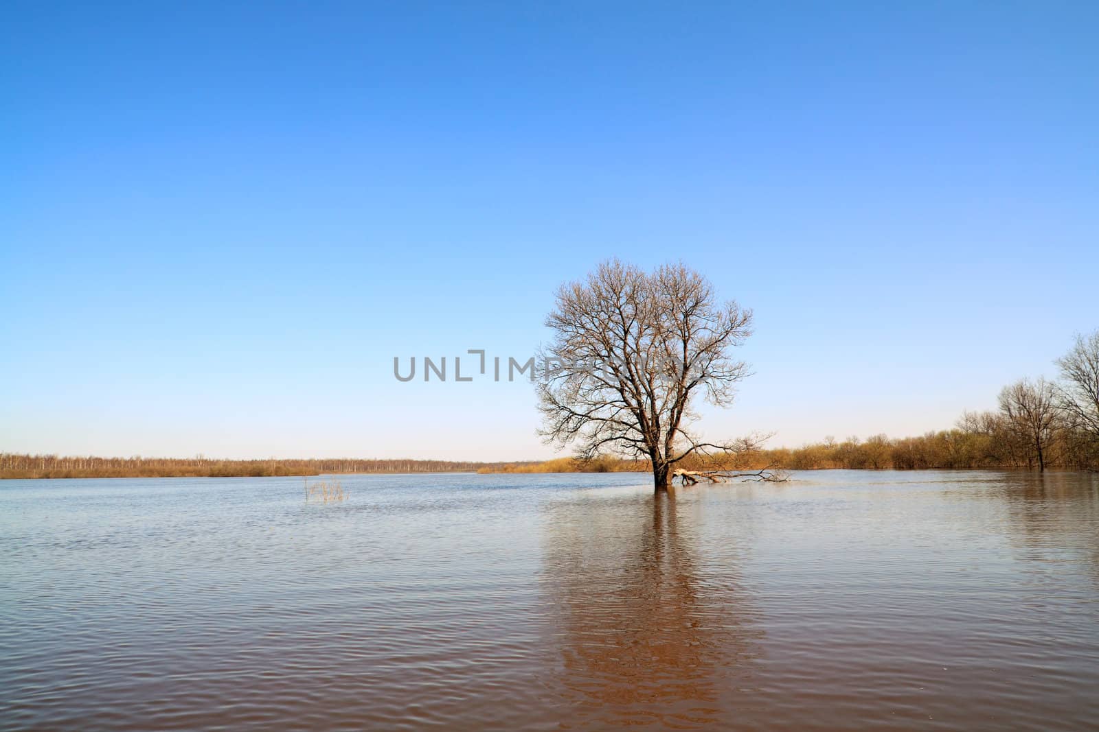 tree in water by basel101658