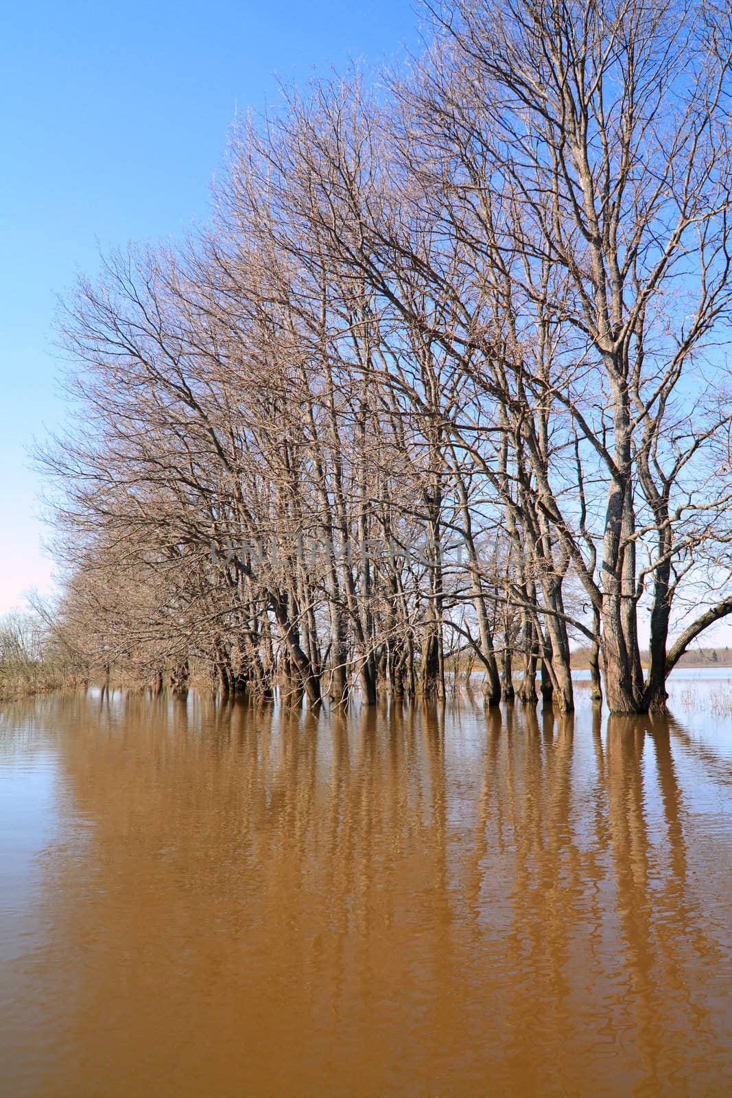 tree in water