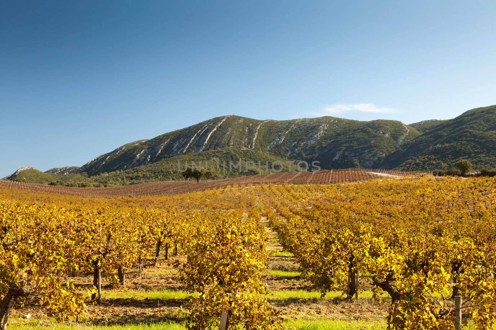 Rows of vineyard in autumn. Natural Park of Arrabida.