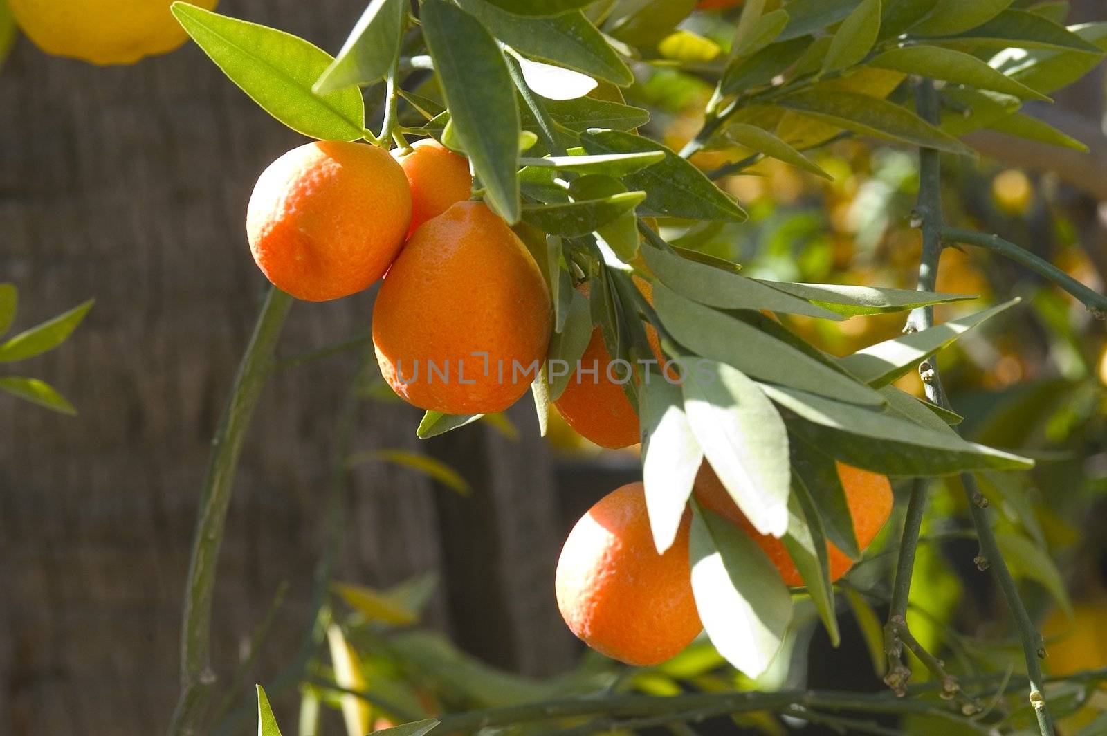 With this occasion the gardens are the theater of construction of monument out of oranges and lemons on a different topic each years.