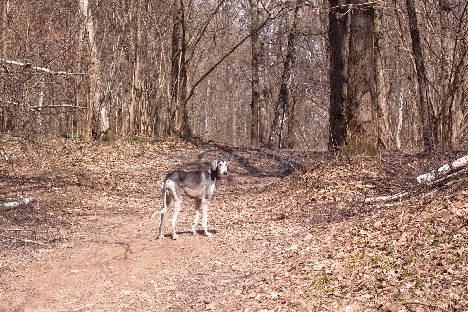 A standing young smooth saluki in the spring forest
