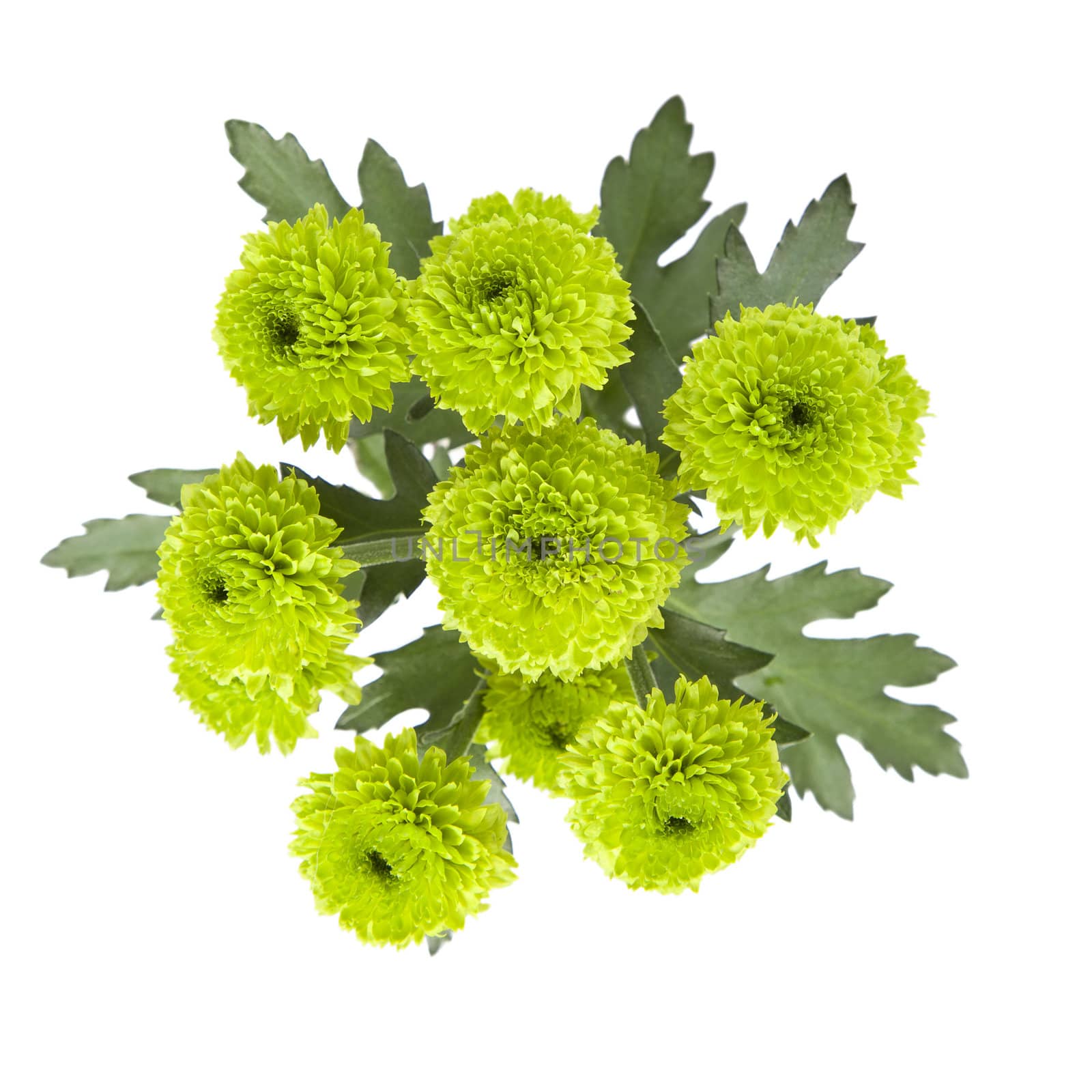 Green chrysanthemums isolated on white background