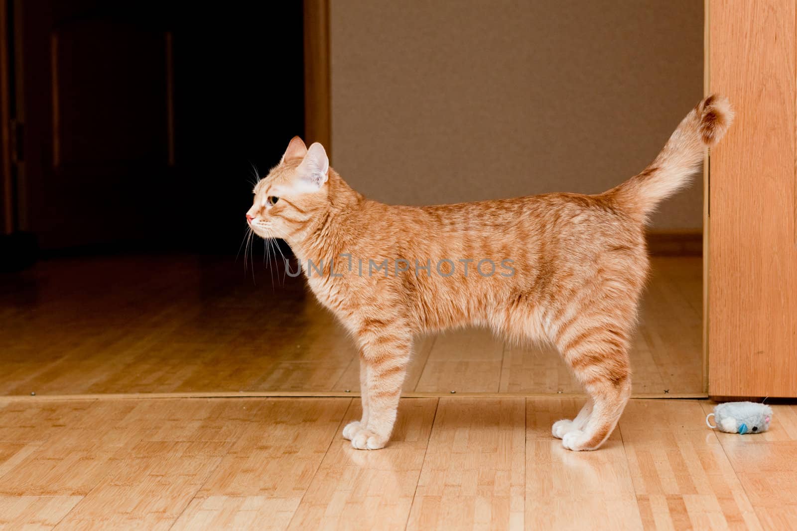 A young ginger tabby cat on the floor
