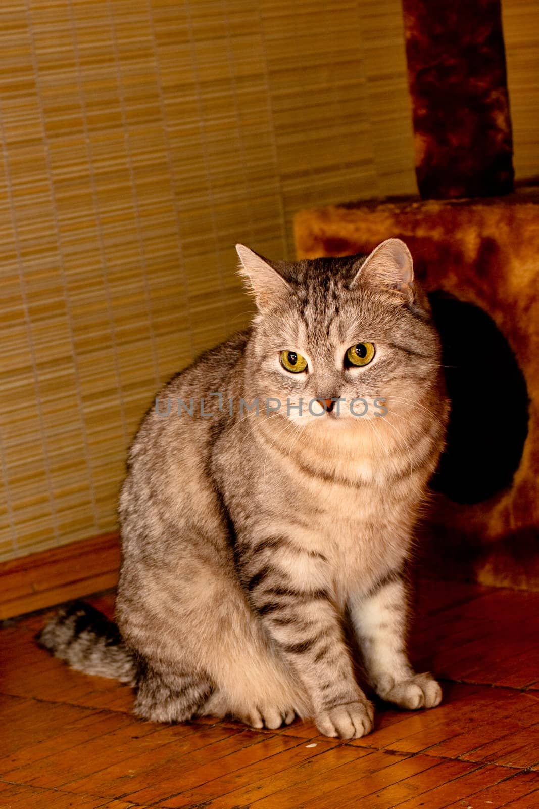 A grey tabby cat sitting on a wooden floor
