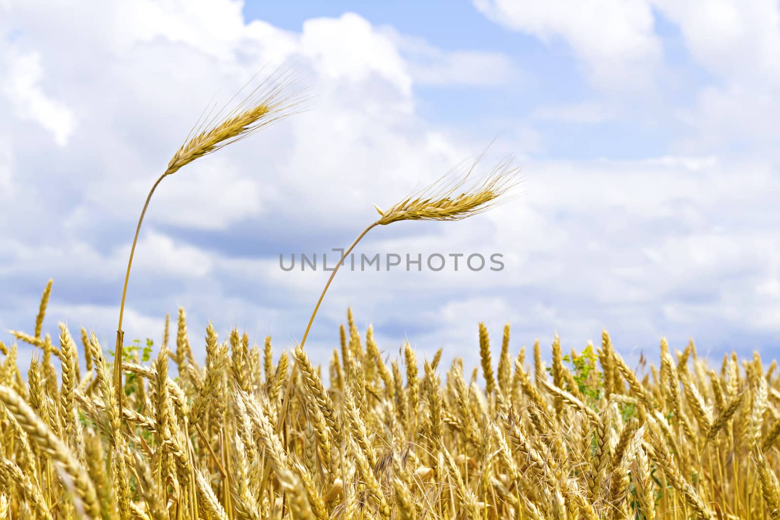 ears of wheat against the sky with clouds