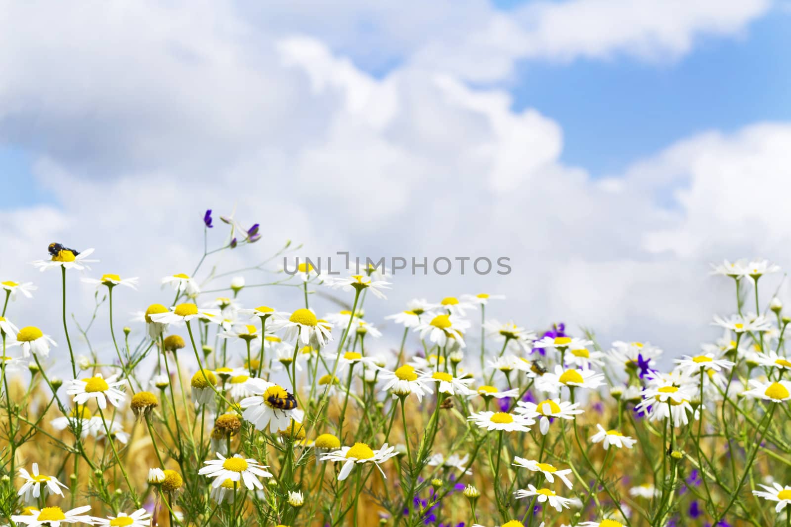 white daisies in the sky by Plus69