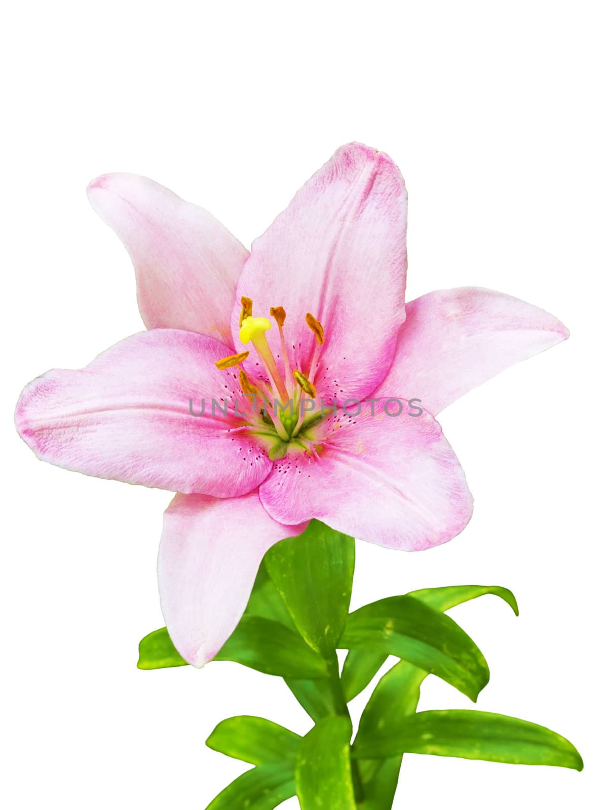 royal lily flower isolated on a white background