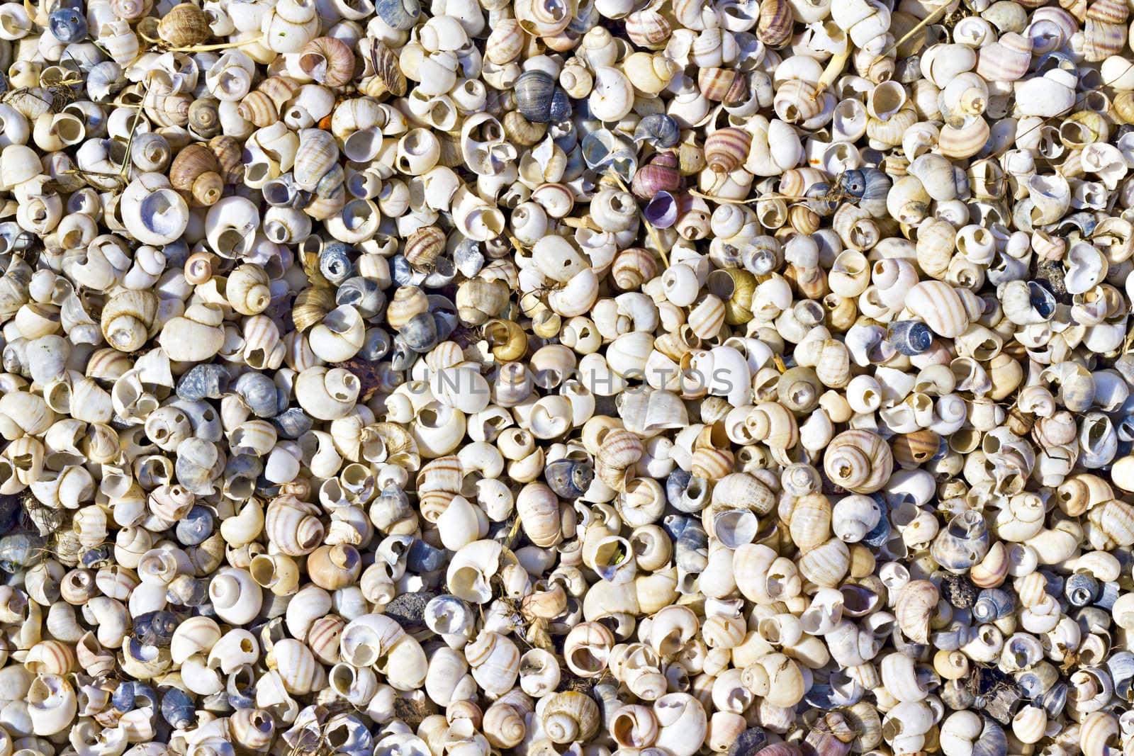 background of colorful seashells on the shore