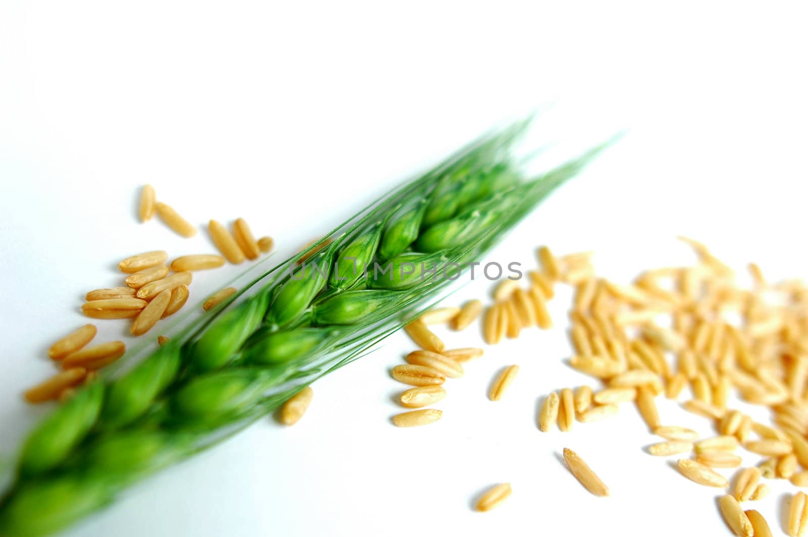 Closeup view of green wheat ears on a white background