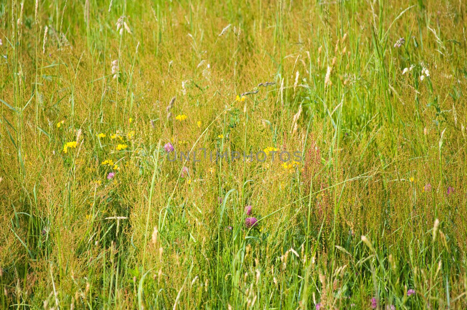 Tall grass with flowers