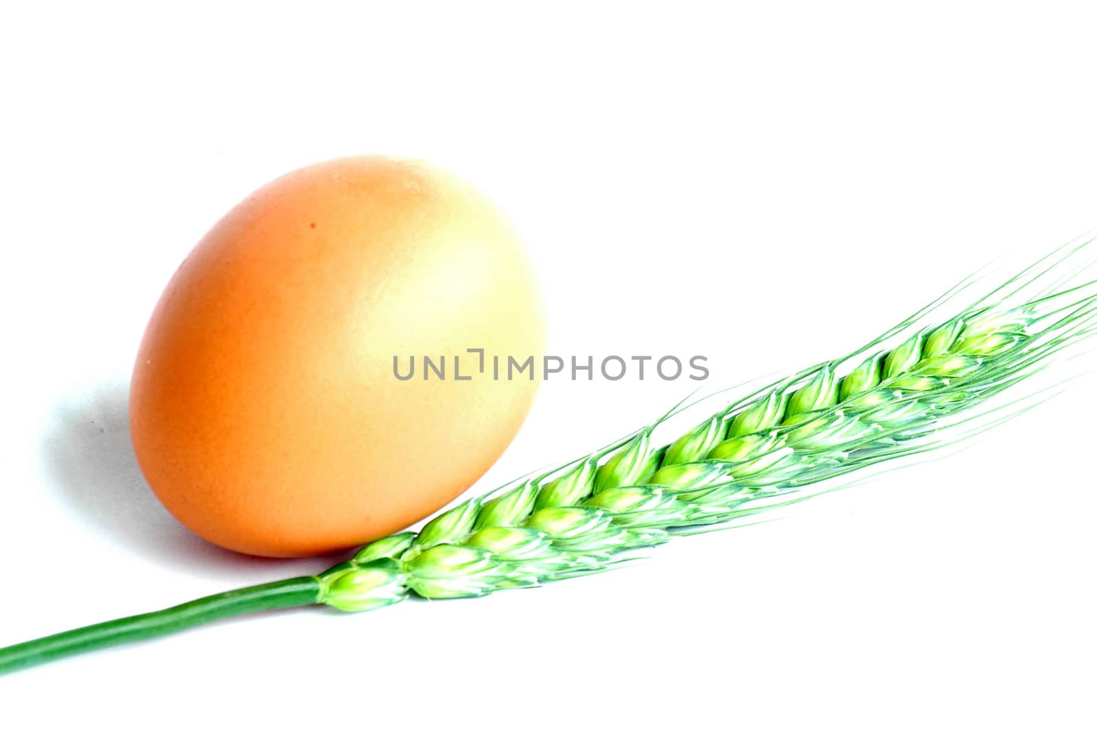 Egg and green wheat ears on a white background