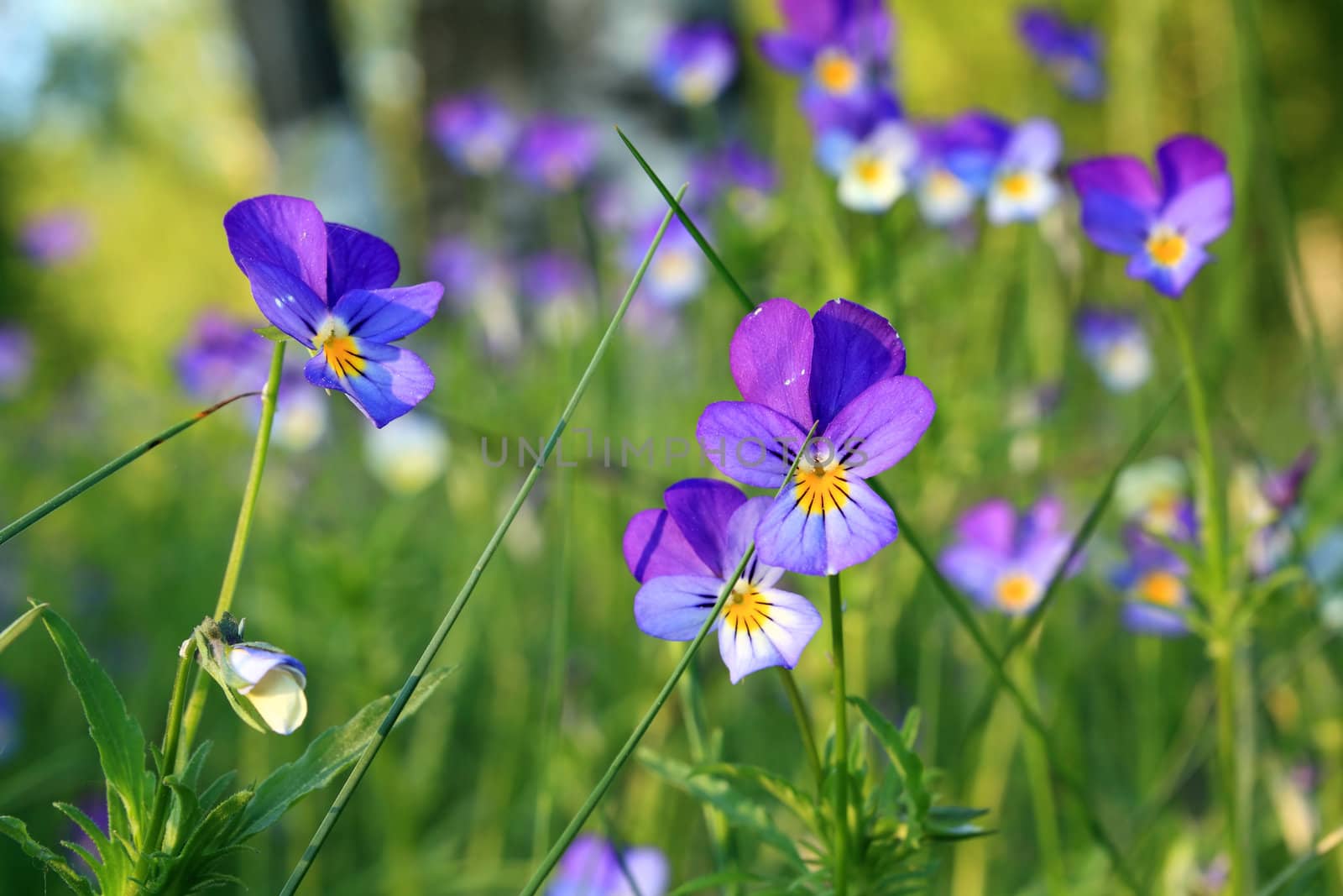 violets on field by basel101658