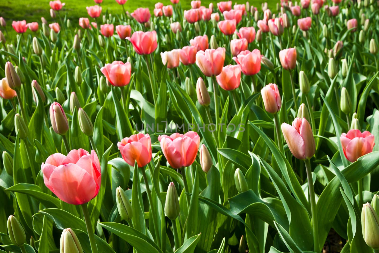 Selection of tulips filled by the sun. All flowers have turned heads to light