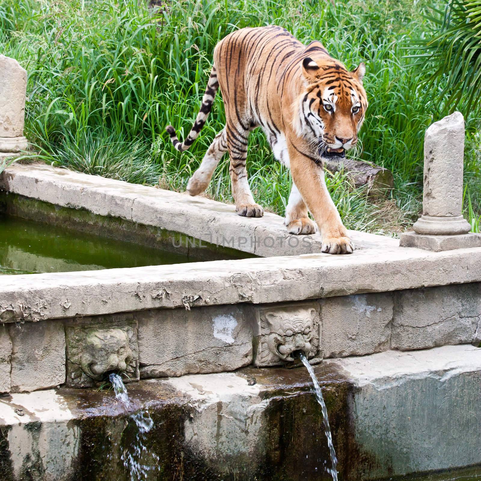 A hungry tiger looking for food in a private zoo, Italy