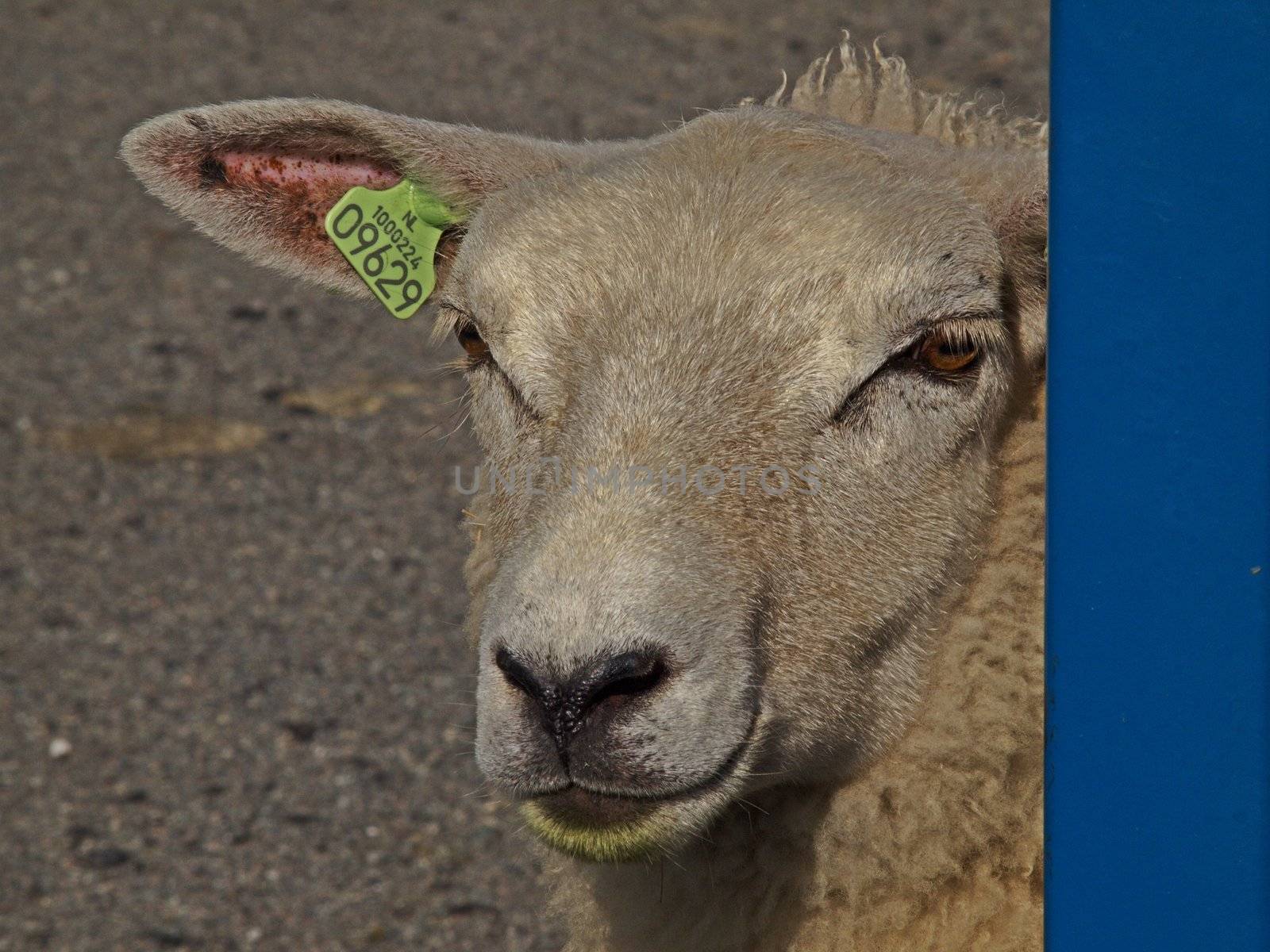 Close-up of a sheep (Texelaar) in colour