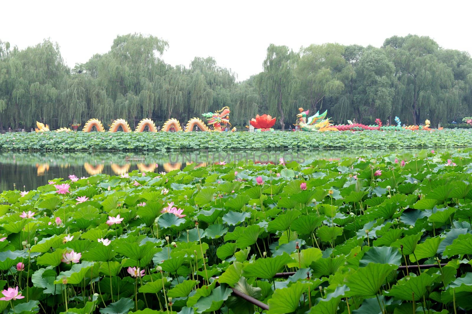 The lotus pond bloom in summer