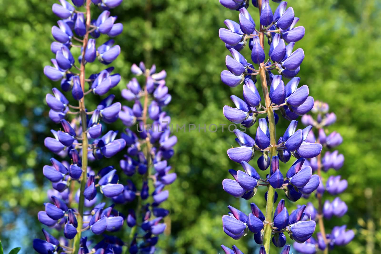 lupines by basel101658