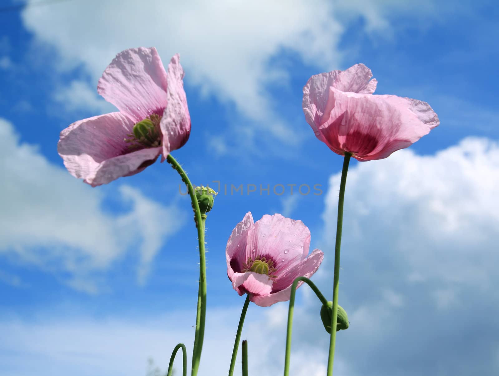 poppy flowerses by basel101658