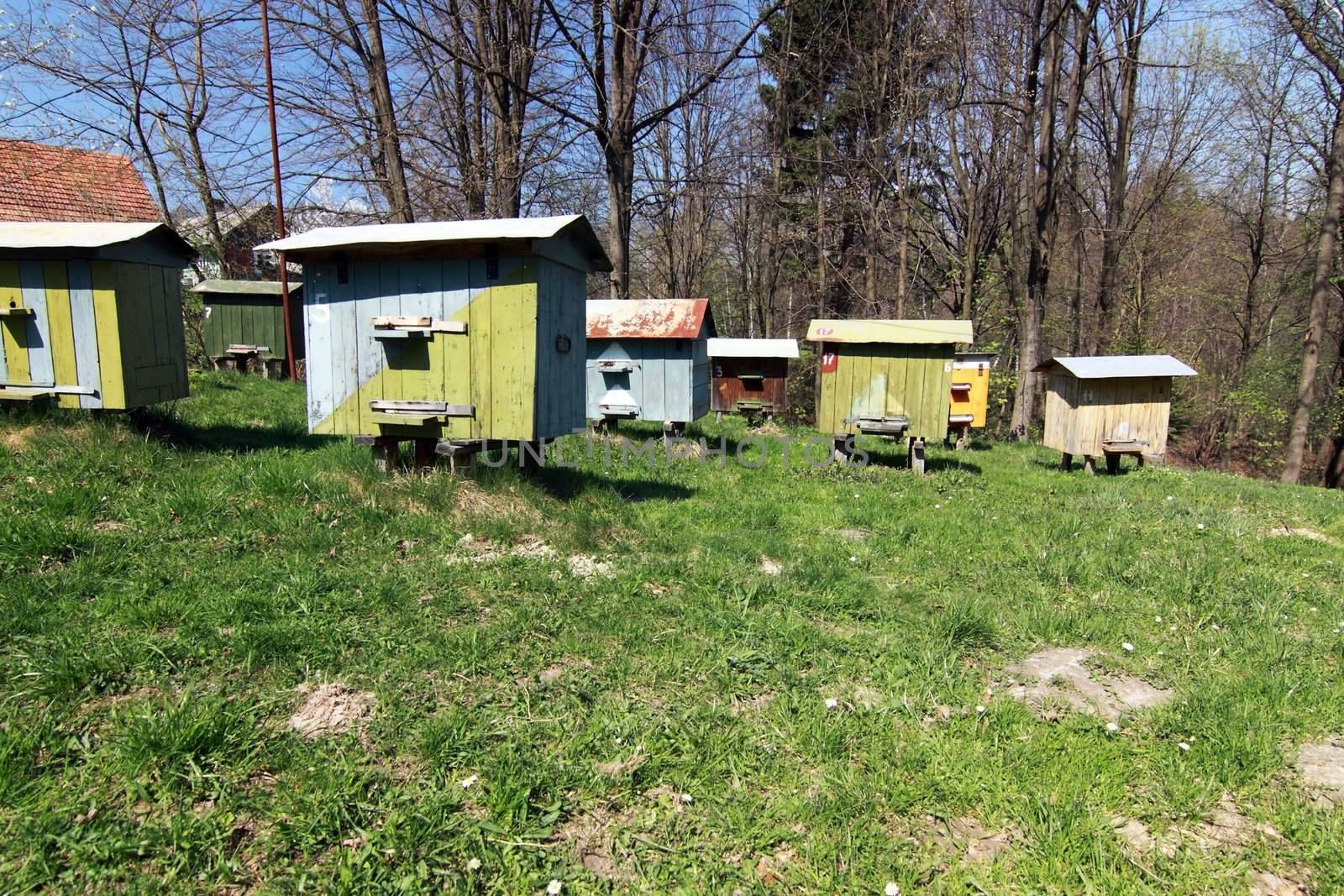 apiary with beehives in the forest