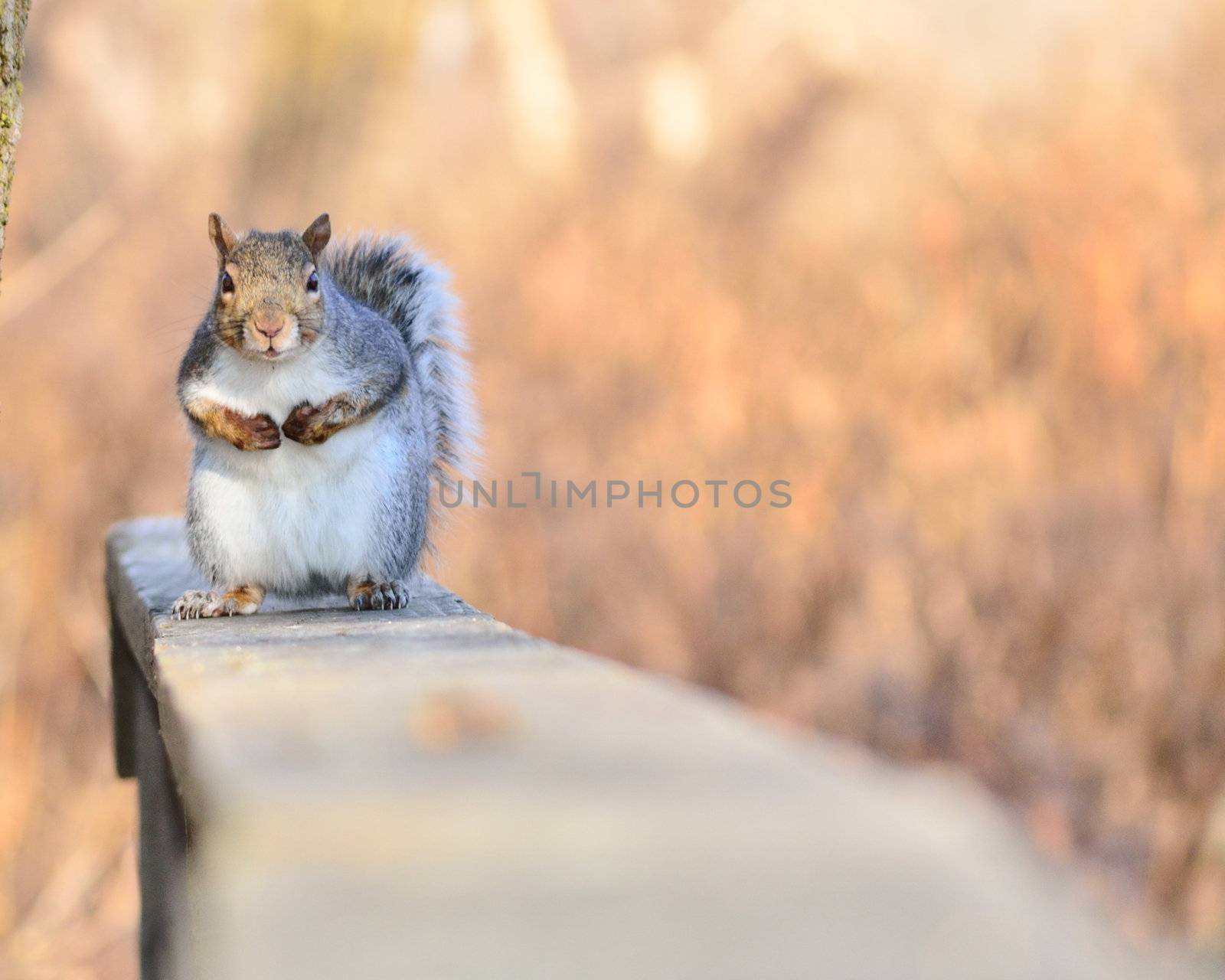 A grey squirrel perched on a fence eating peanuts.