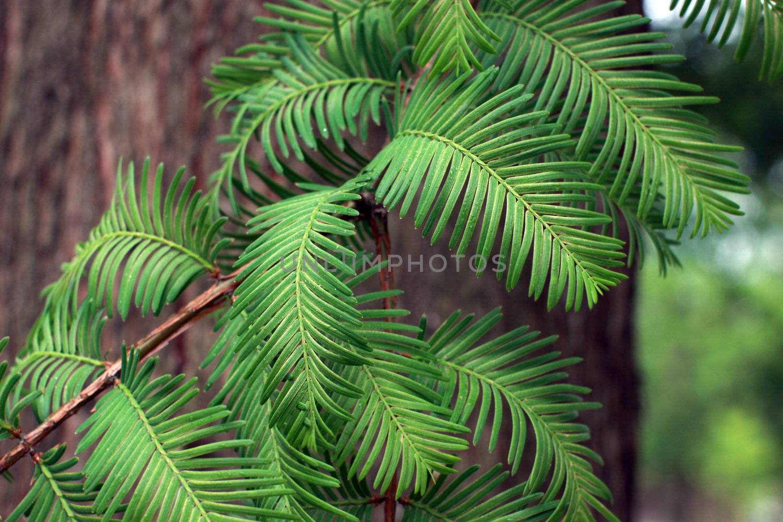 fragment of spruce branch with the green needles