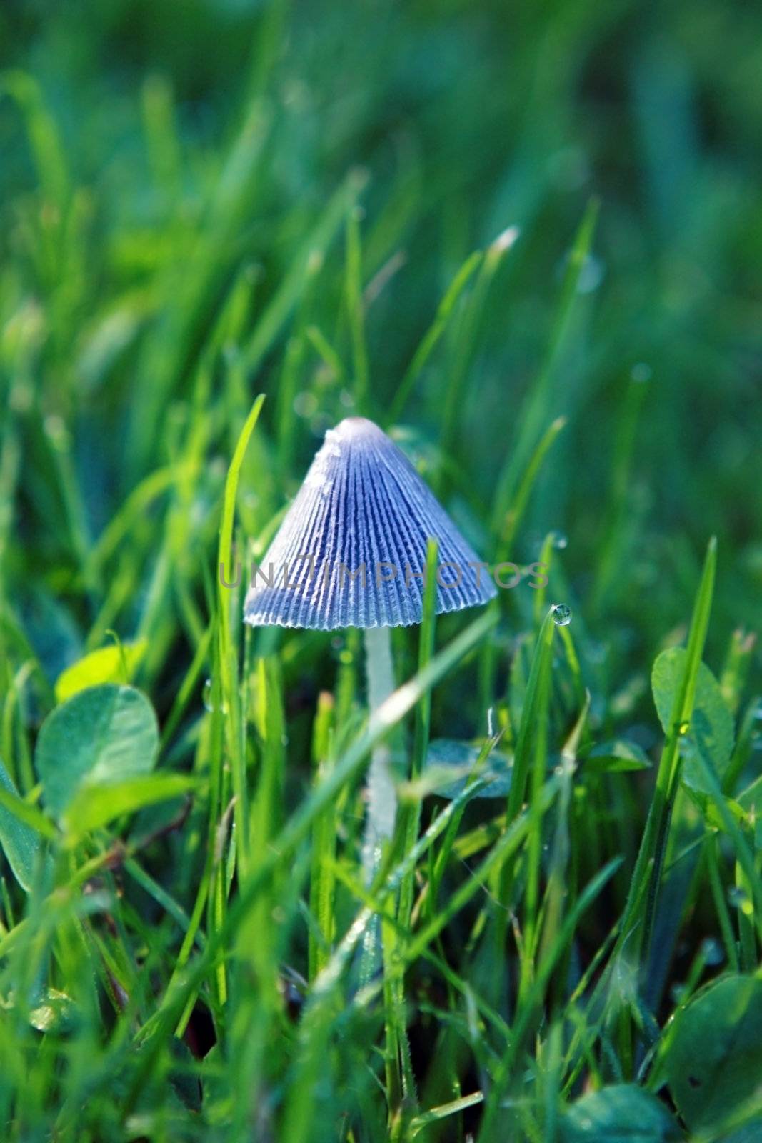 blue mushroom by catolla