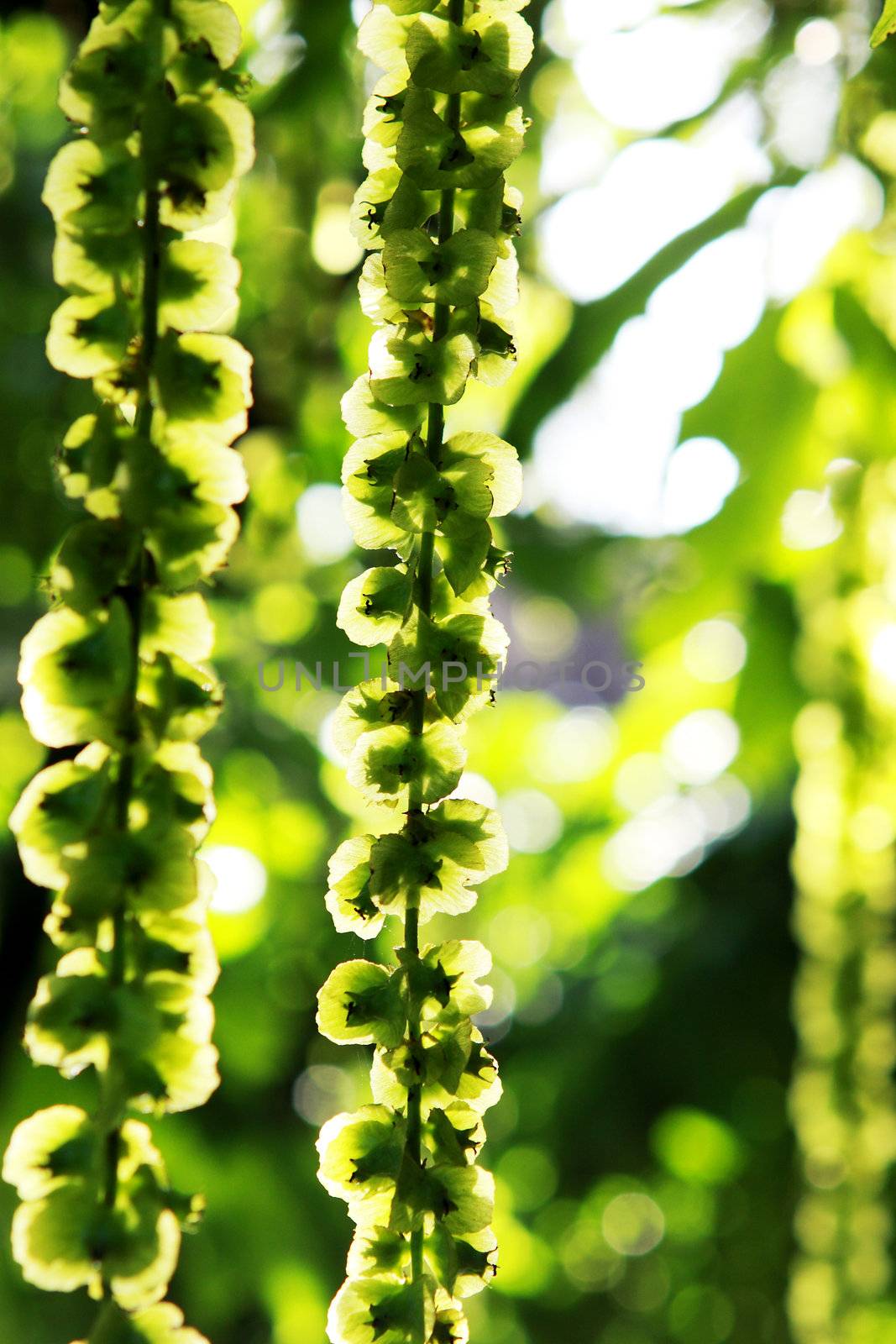 abstract organic background of tree flower