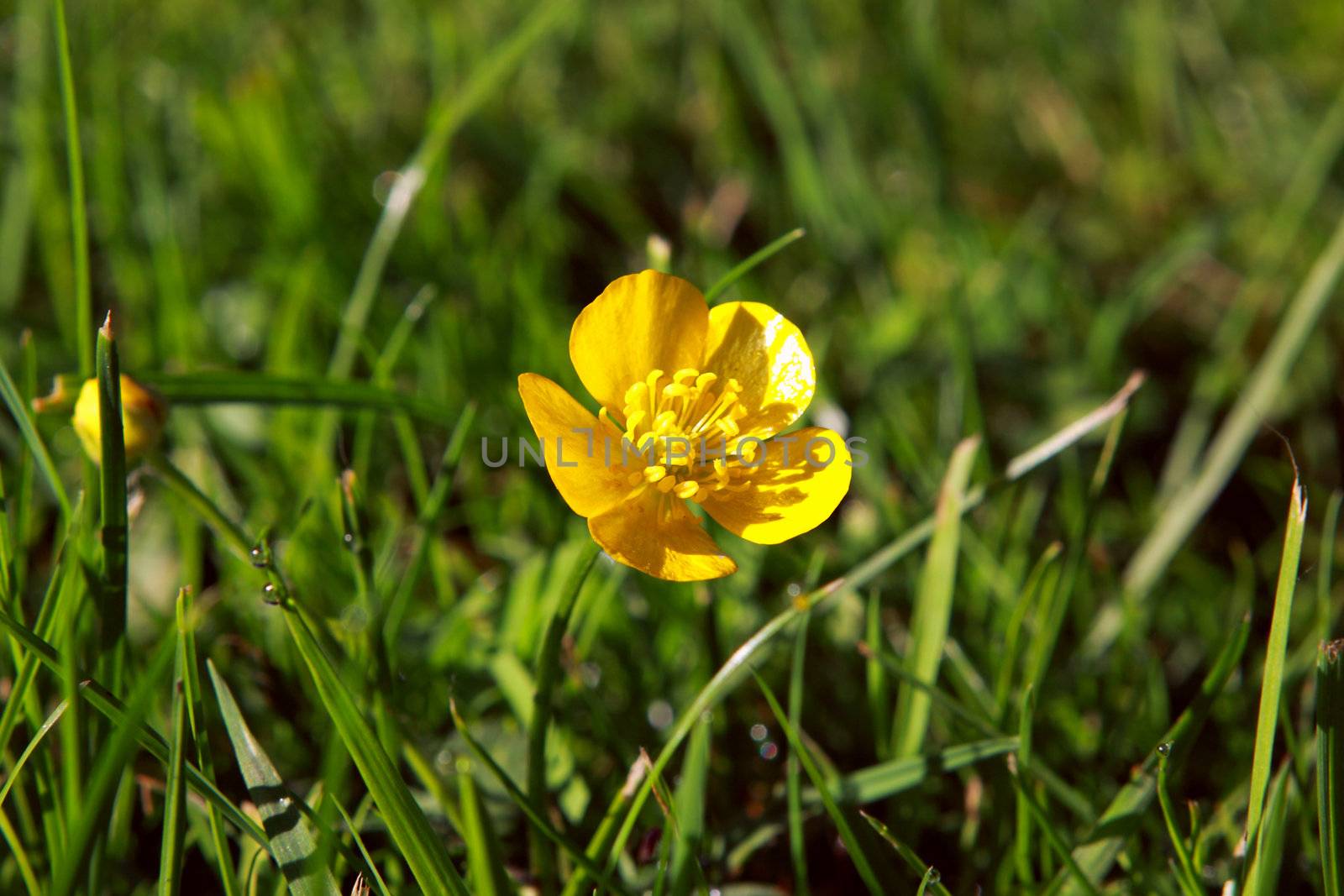 Potentilla sp. by catolla