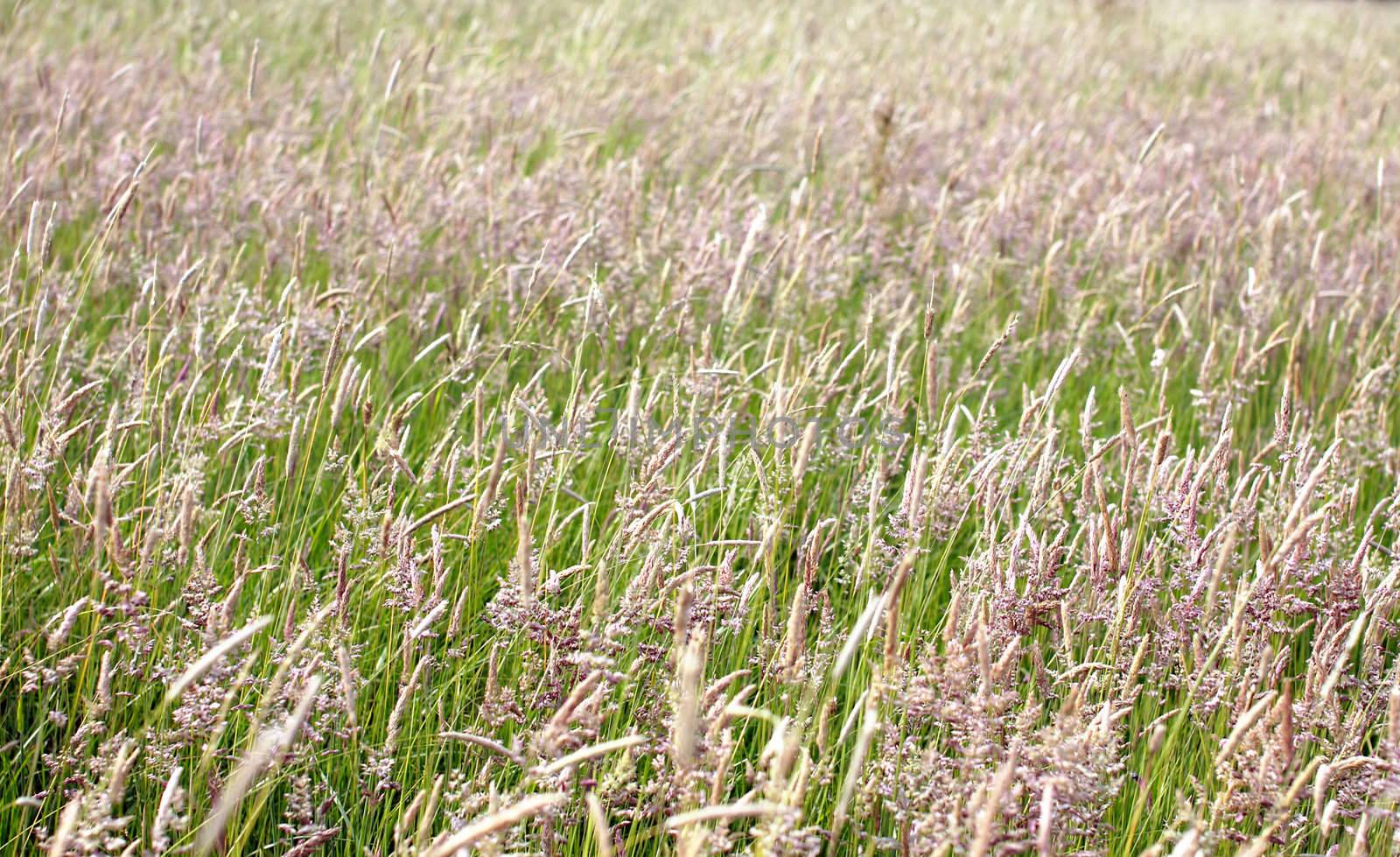 background of field with different grass kinds