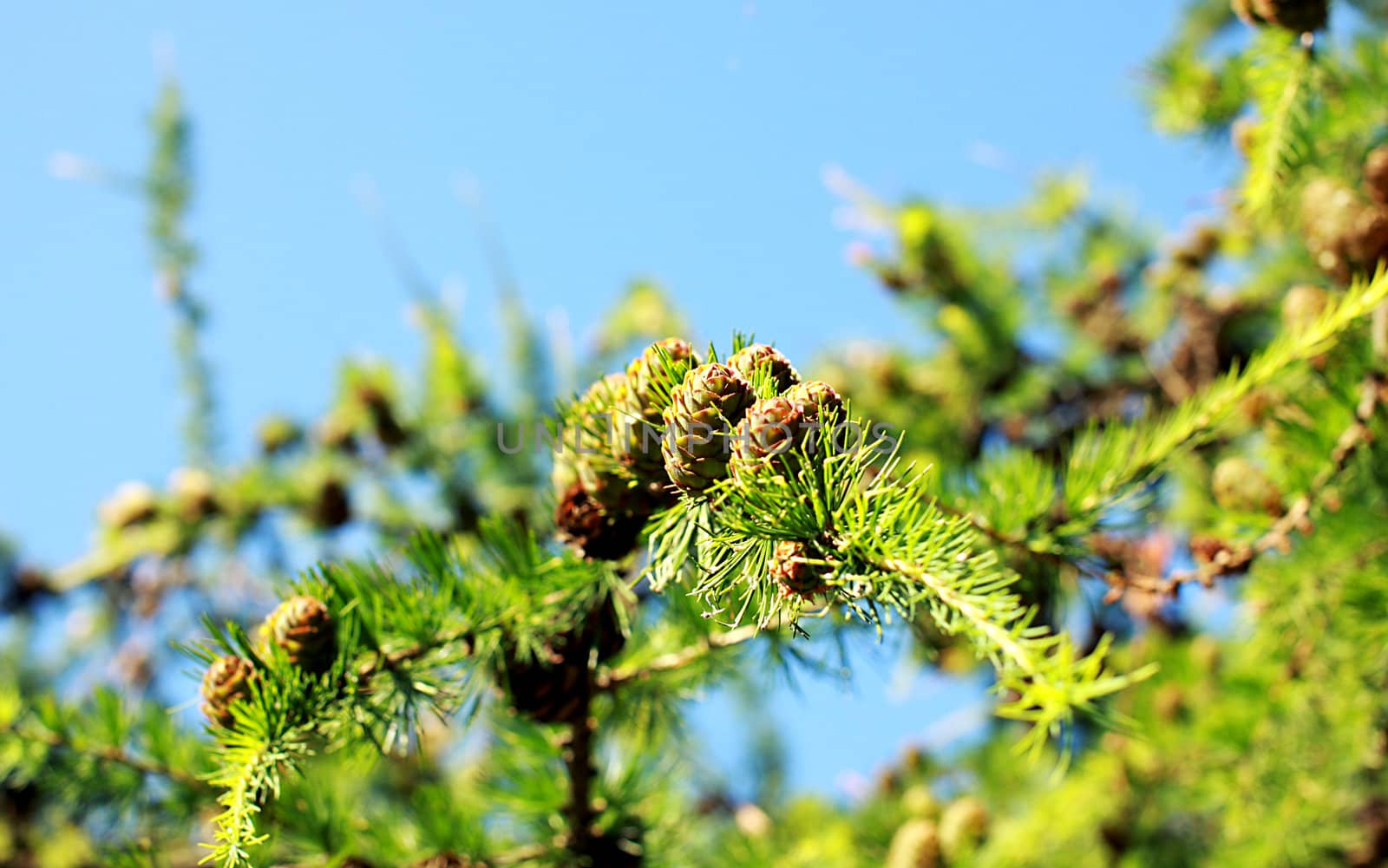 branch of the larch with cones over sky