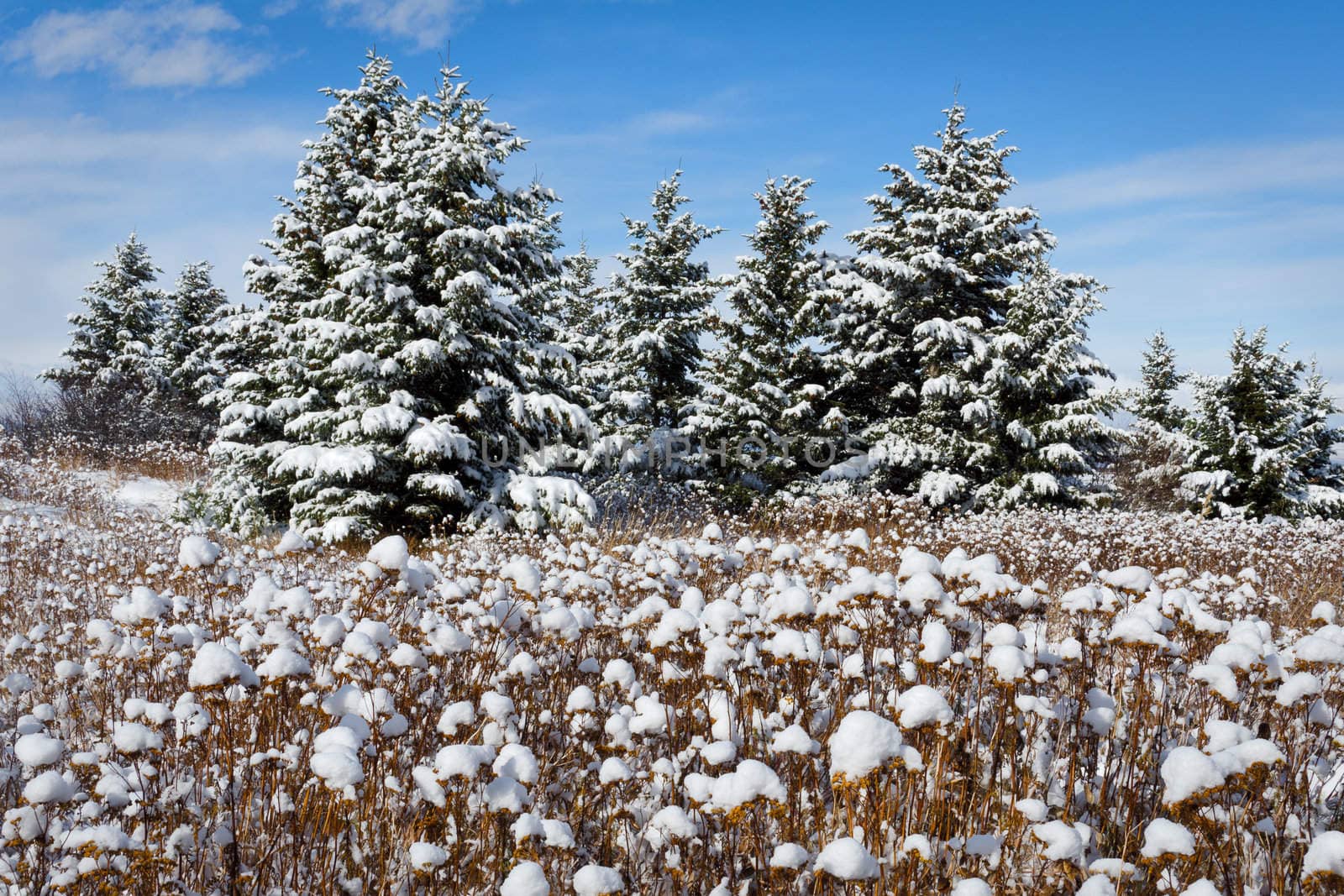 Spruce trees and snow, Gallatin County, Montana, USA by CharlesBolin