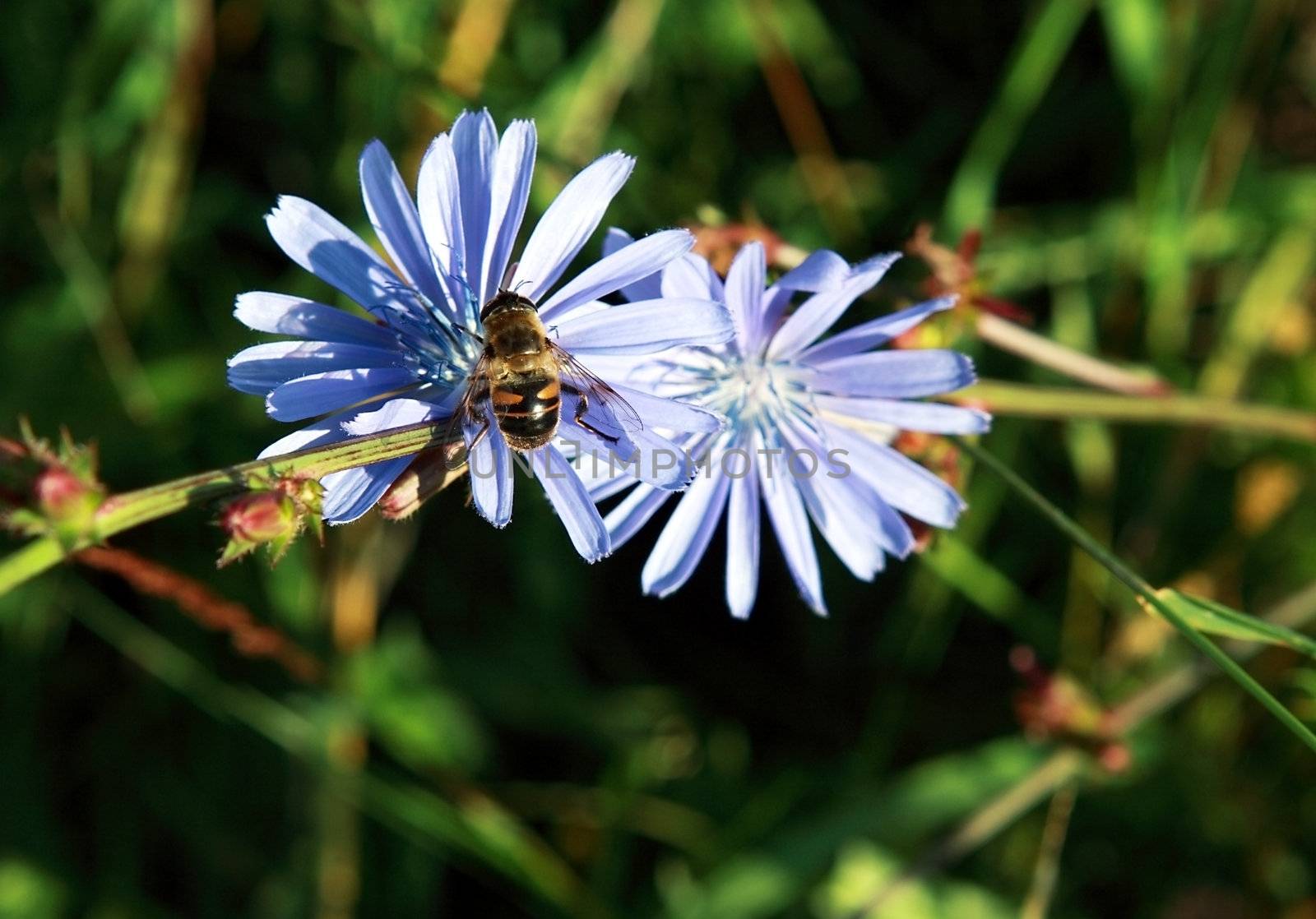 big fly sitting on the cichorium flowers