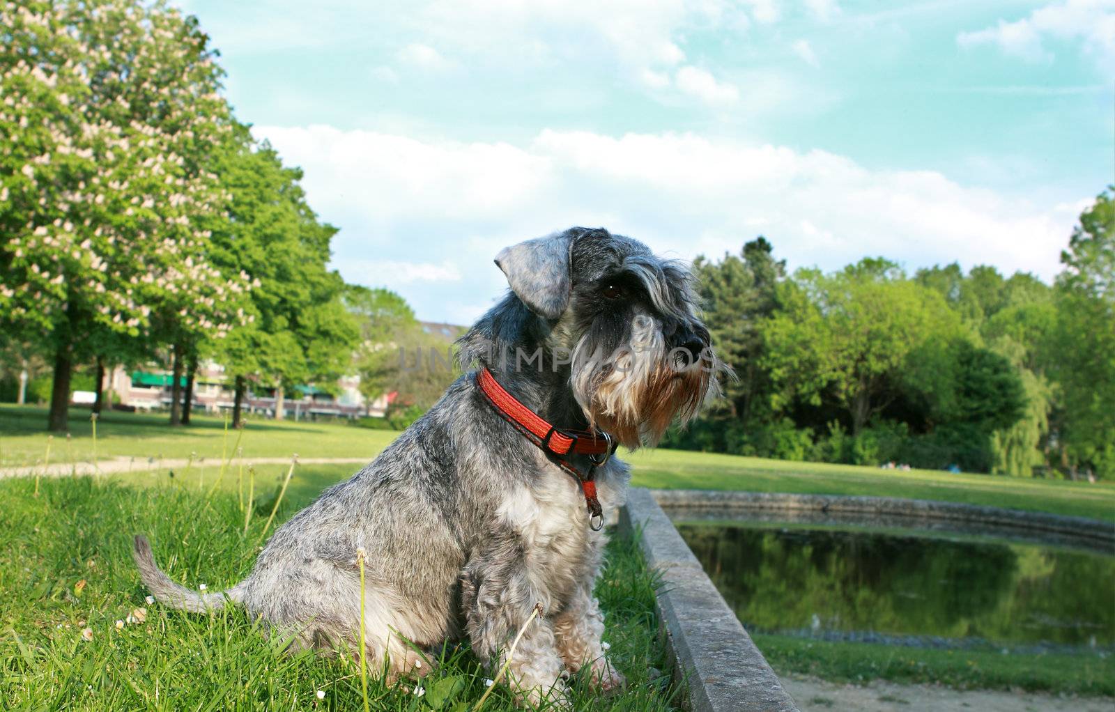 miniature schnauzer pepper and salt sits outside in the park