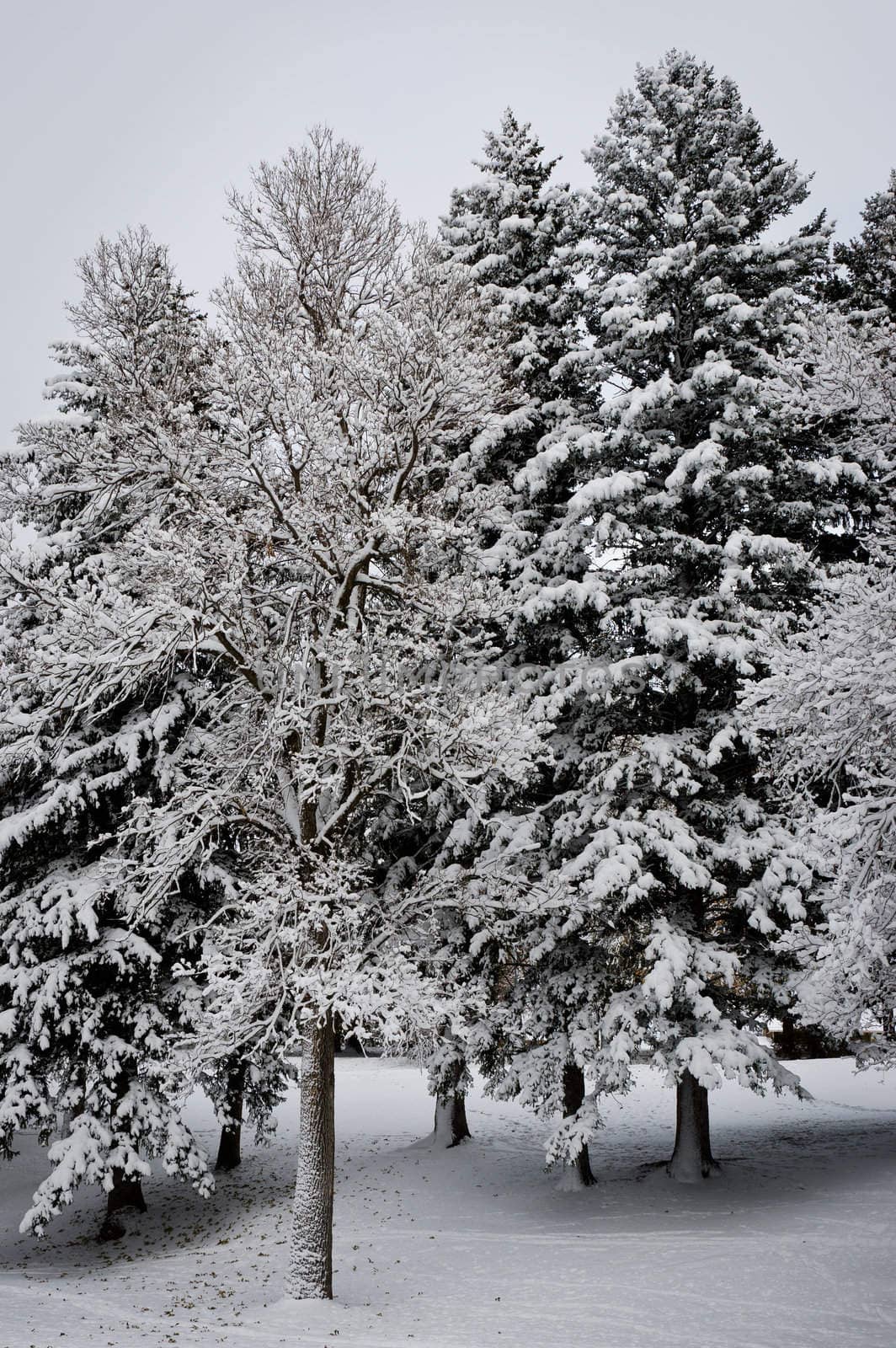 Snow covered trees, Lindley Park, Bozeman, Montana, USA by CharlesBolin