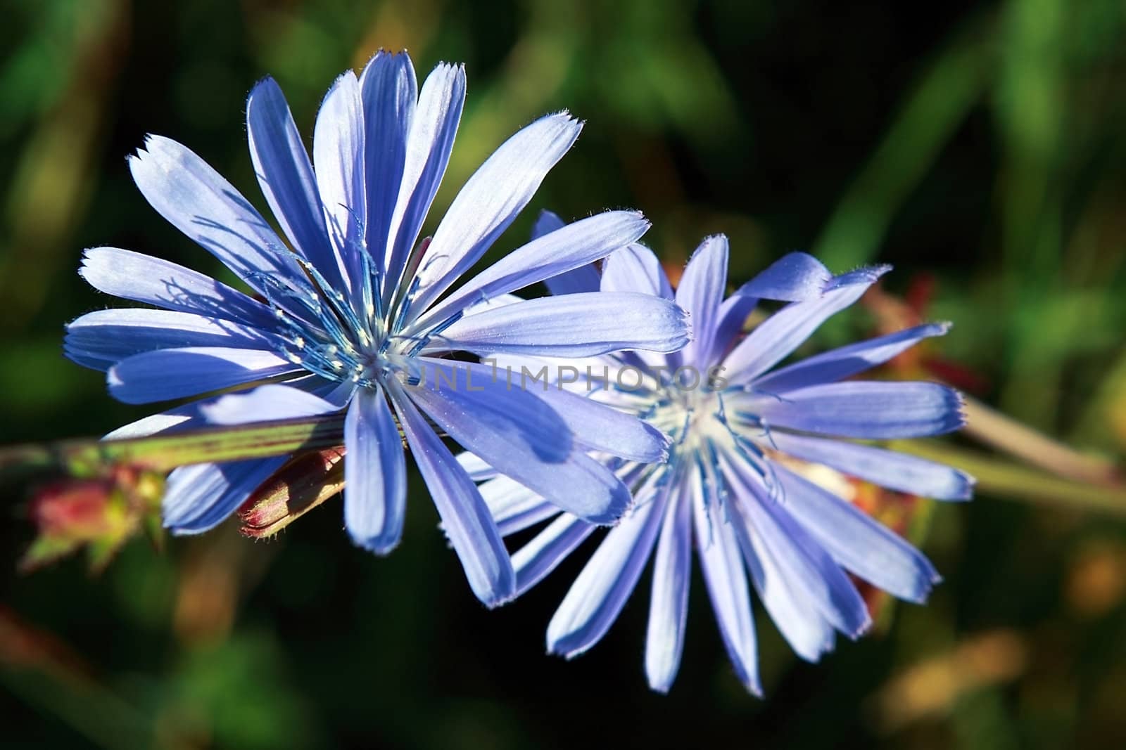 Cichorium intybus - blue chicory flowers close up outdoor