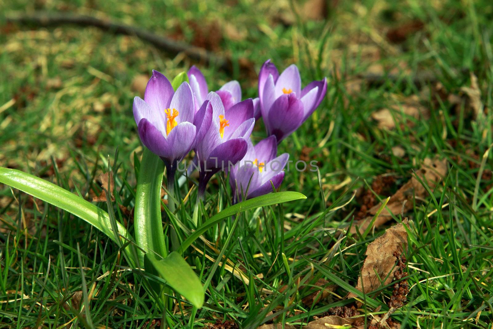 group of purple crocuses in the forest
