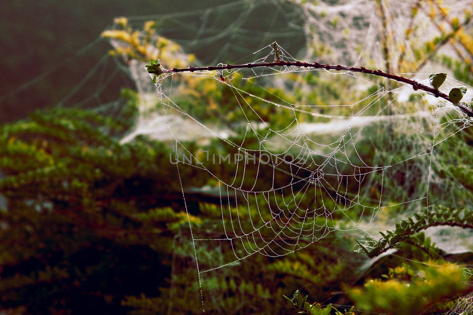 web in thw mist with waterdrops om it