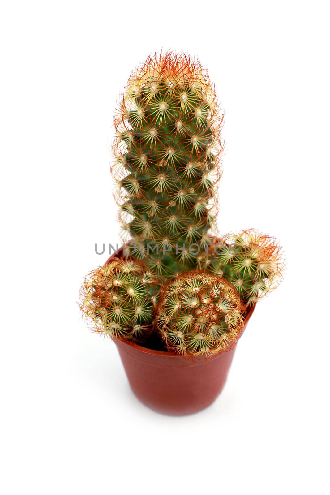 cactus Mammilaria sp. close up on white background