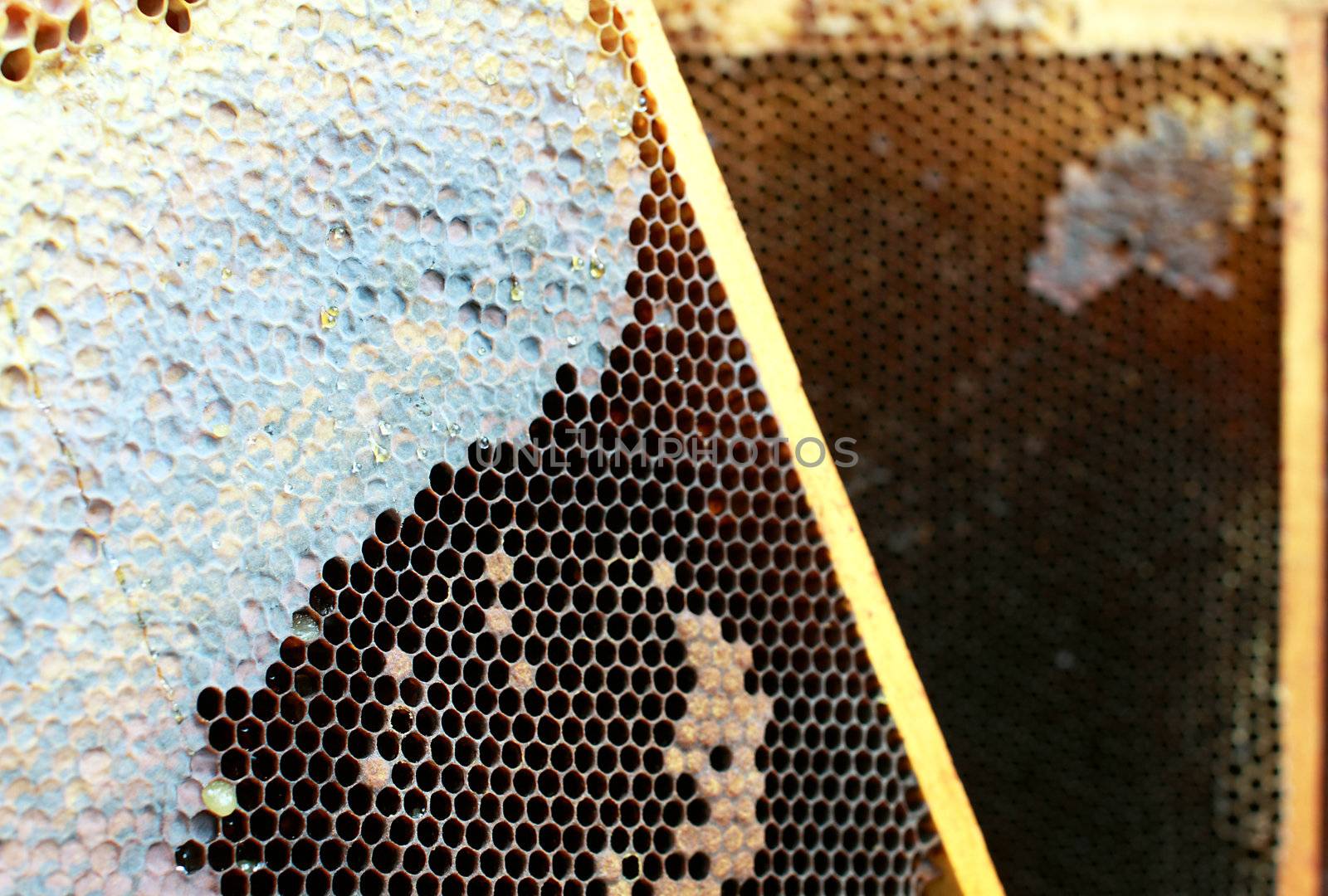 honey comb in the frame close up