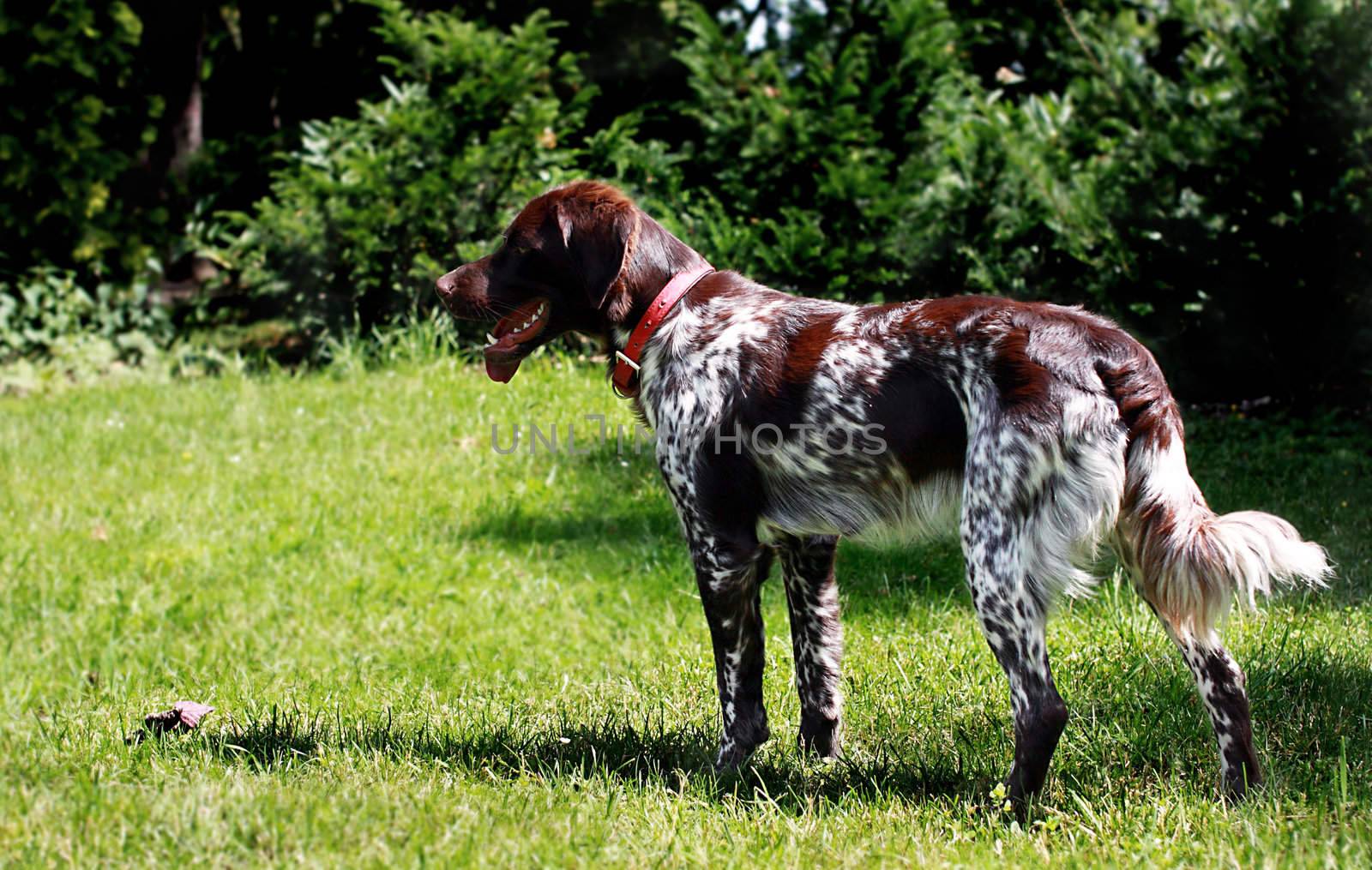 young French spaniel standing in the park 