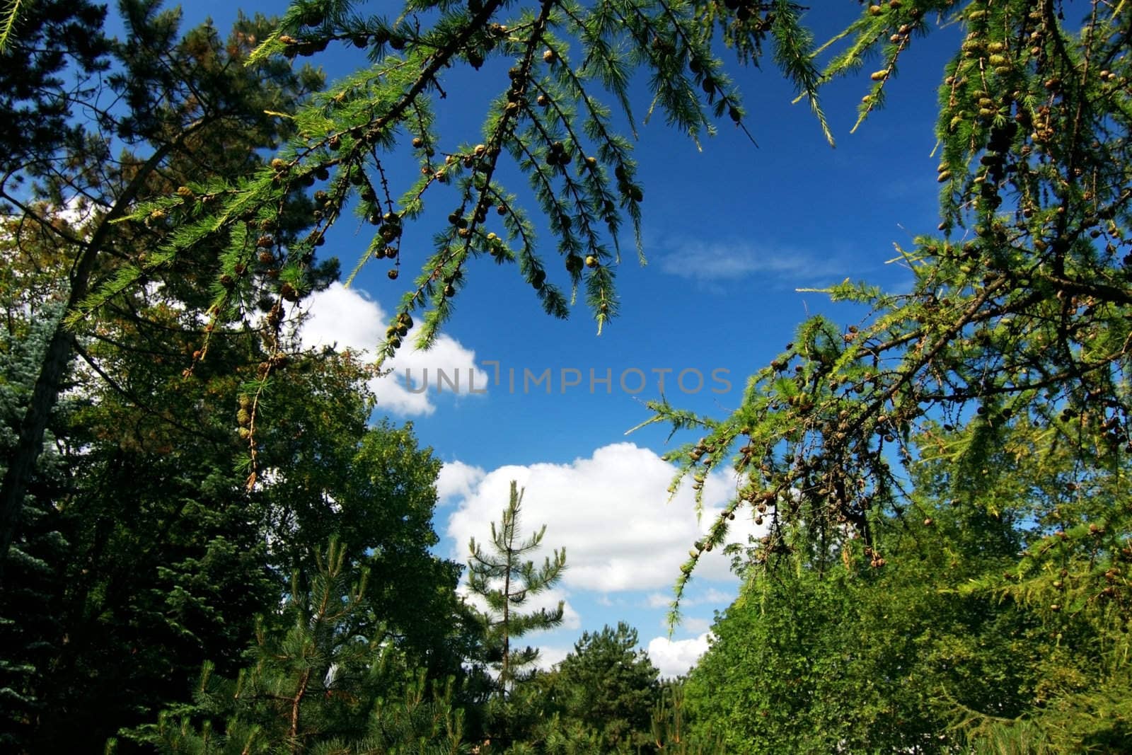 branches of larch over blue sky by catolla