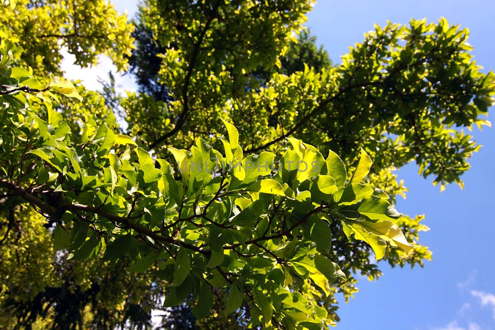 fragment of tree branch with leaves over blue sky