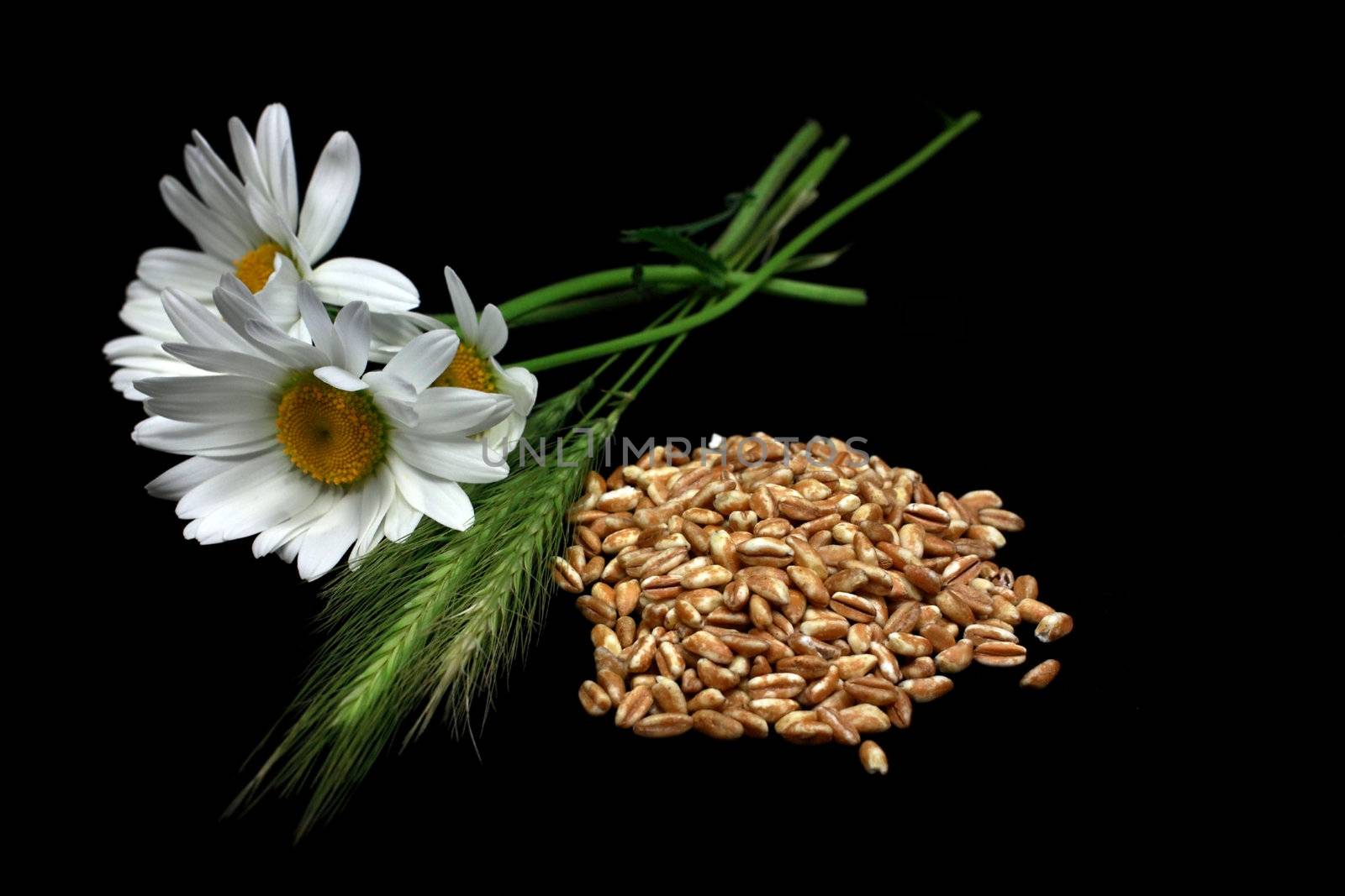 bouquet of chamomiles, wheat ears and grain on black