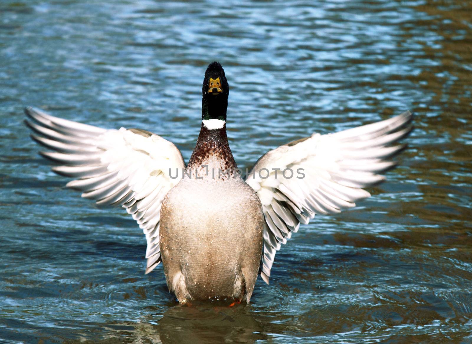 wild duck flapping wings by catolla