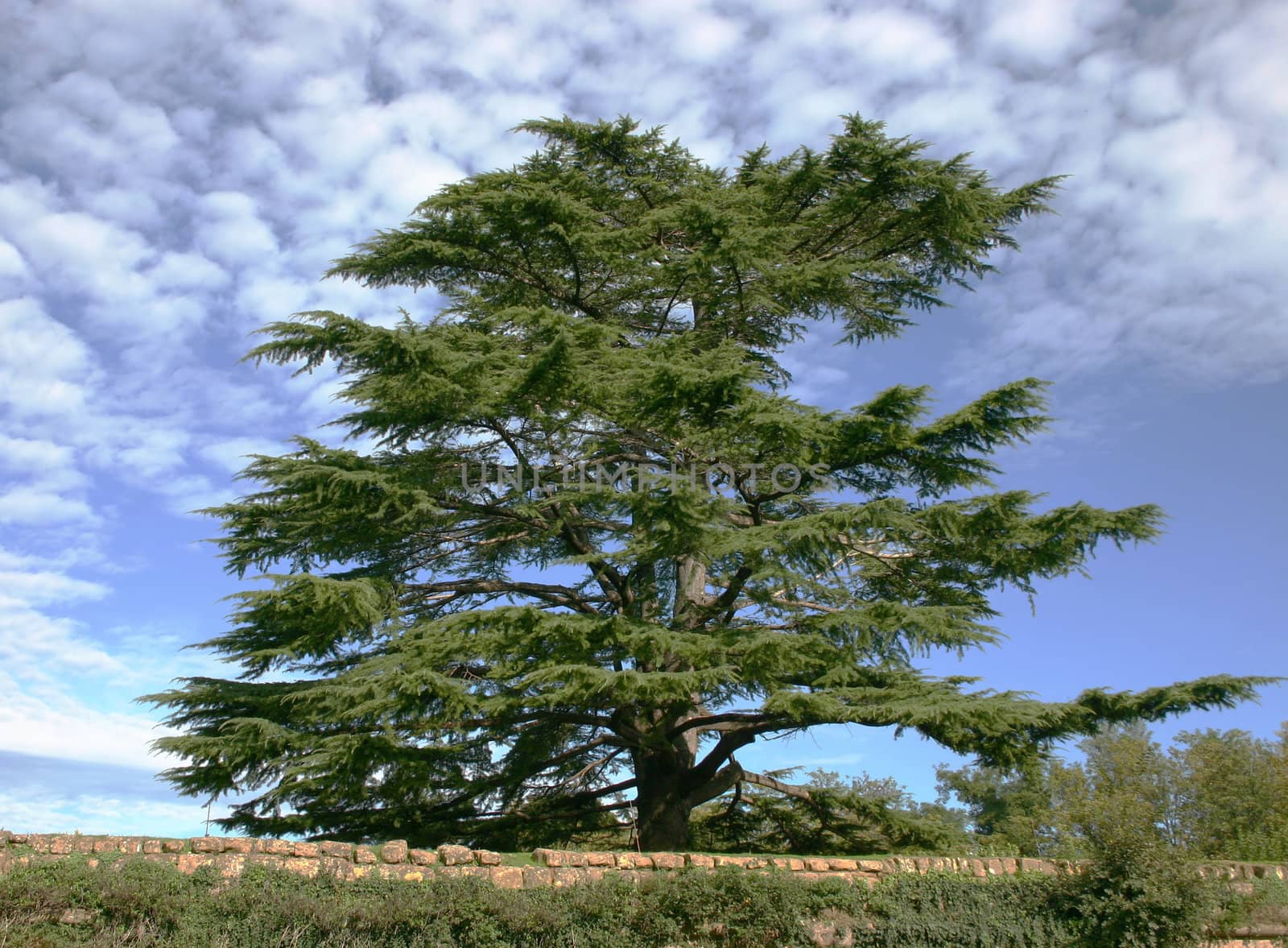 Cedar of Lebanon by hospitalera