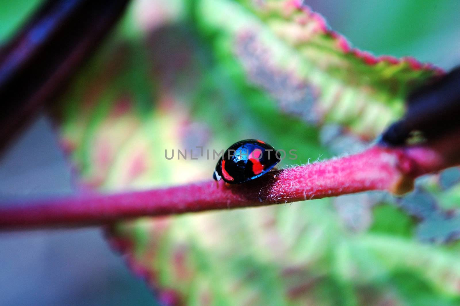 A ladybug walking along a stem of plant