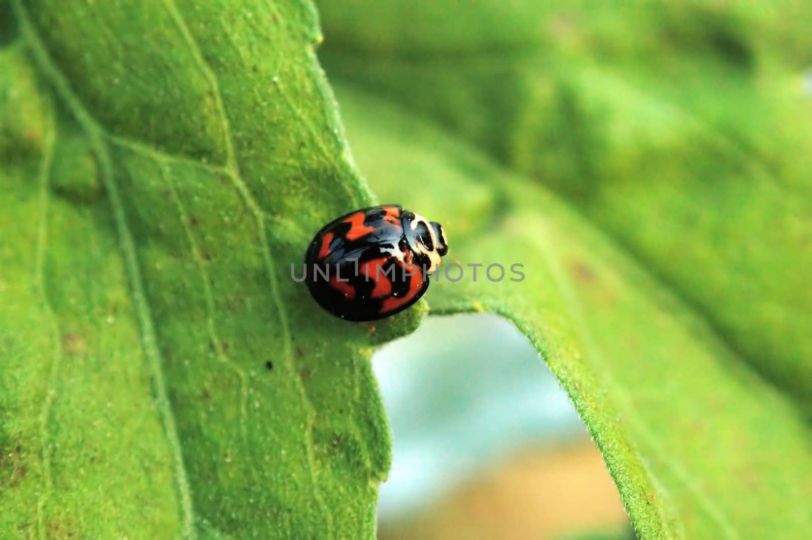 Ladybird acrossing from one leaf to another