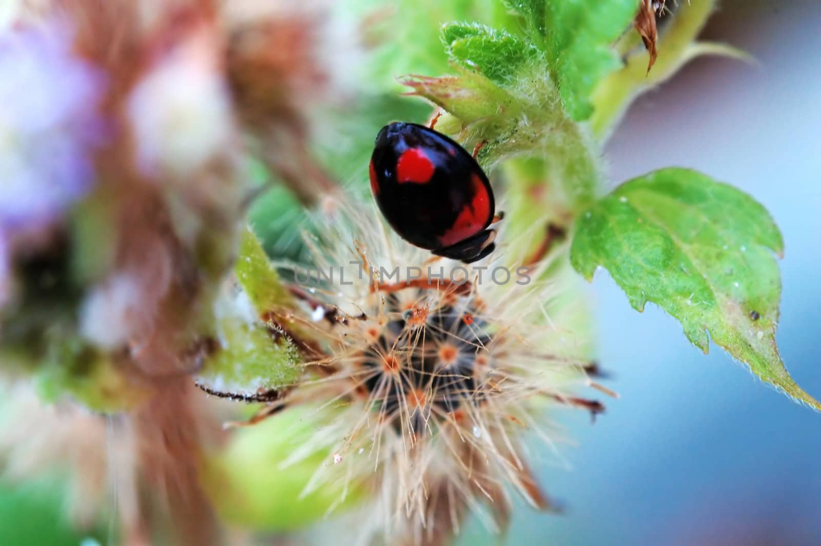 Like a painting picture of a ladybird