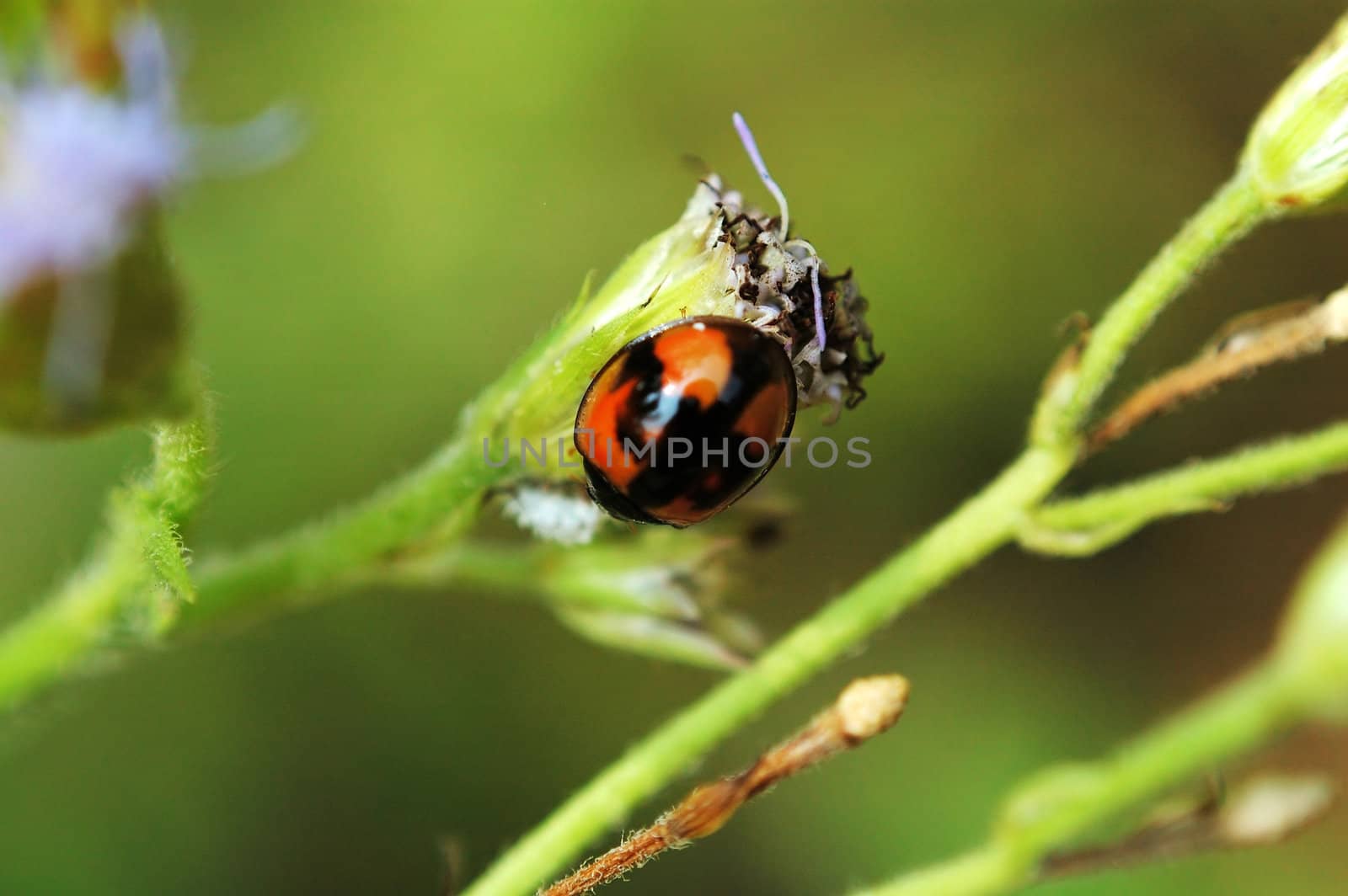 A ladybird resting on a eupatorium plant
