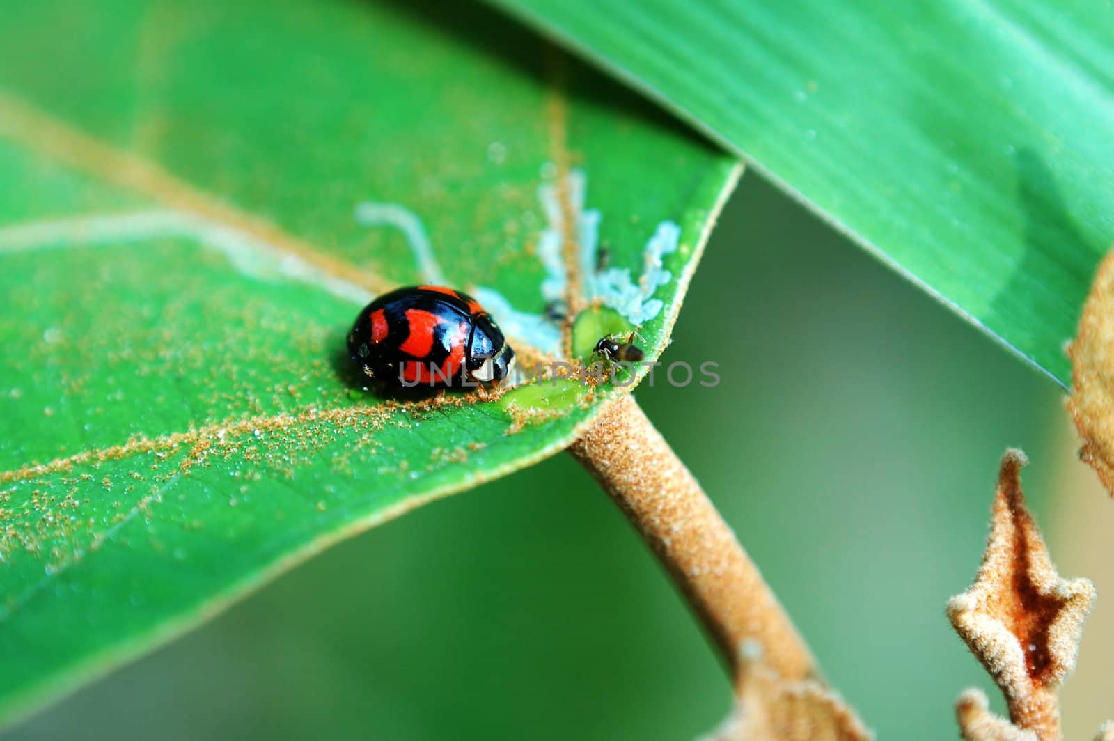 Scene of ladybird resting on a green leaf